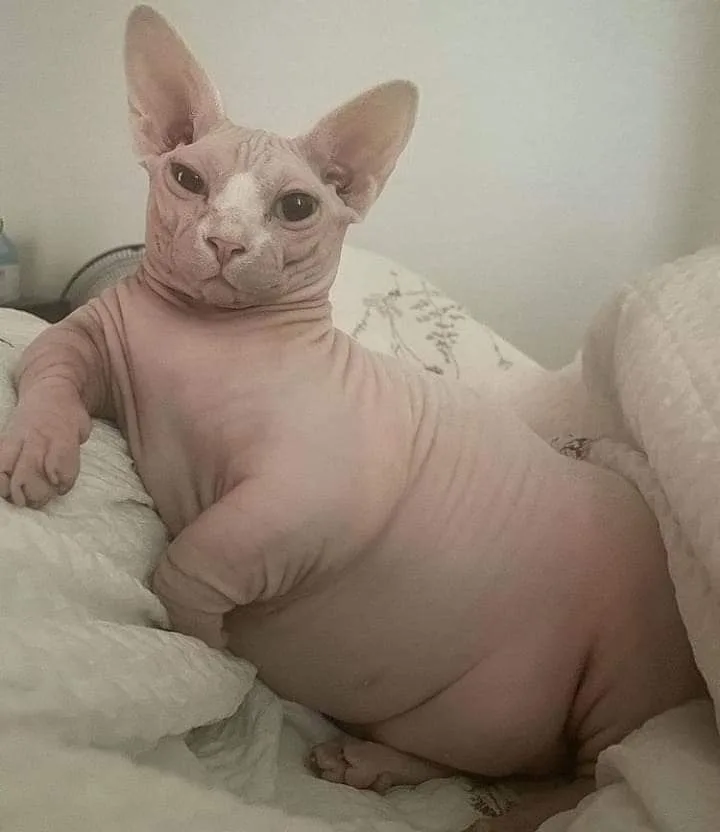 Bingus Bingus - The Purrfect Star