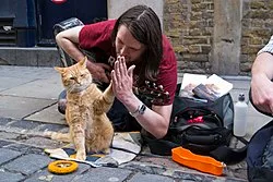 Bob - Street cat named Bob
