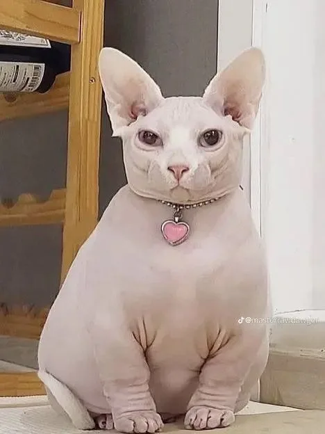 Bingus Bingus - The Purrfect Star