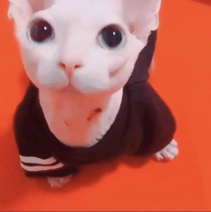 Bingus Bingus - The Purrfect Star