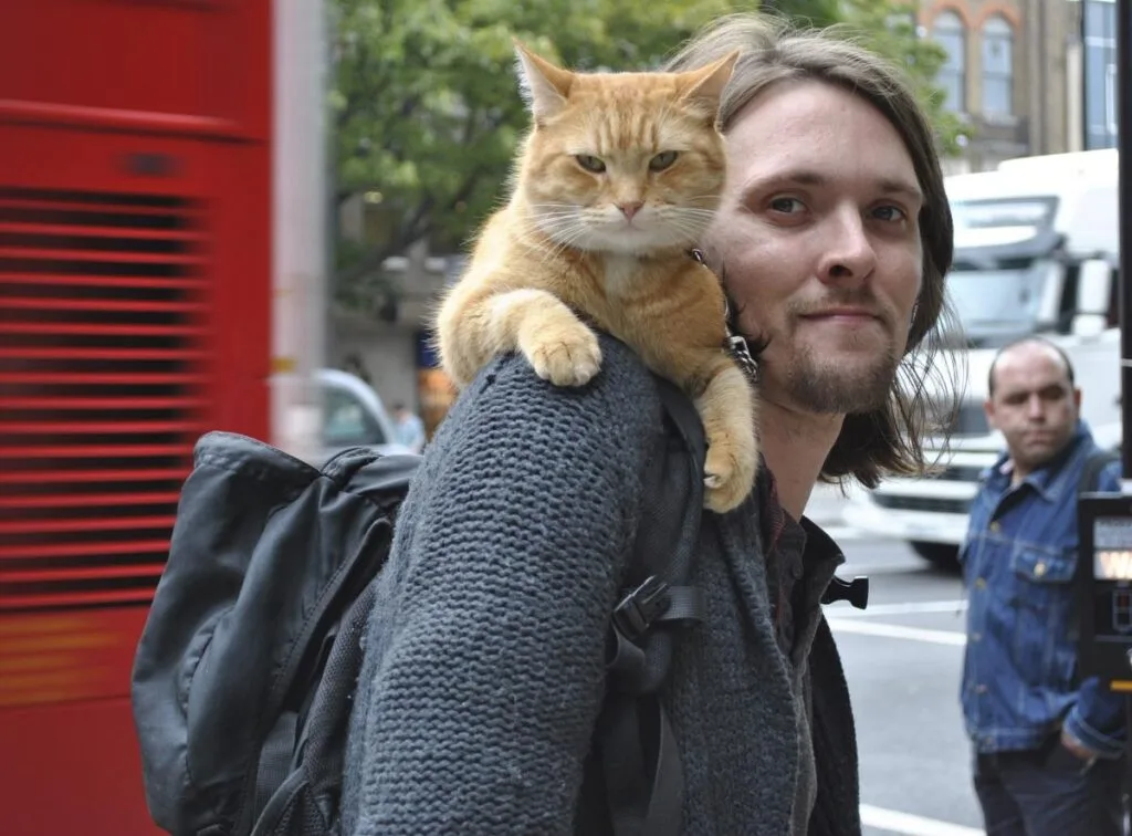 Bob - Street cat named Bob