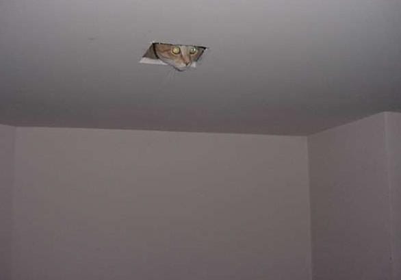 Ceiling Cat - He's watching you