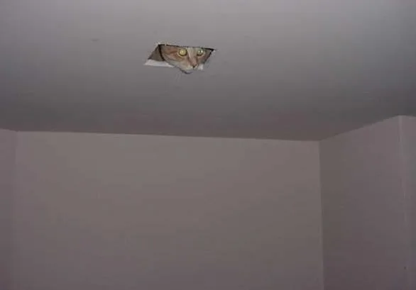 Ceiling Cat - He's watching you