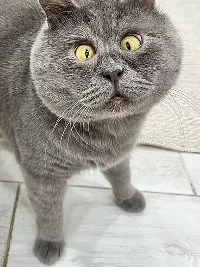 Fedya - Cross-eyed rescue cat