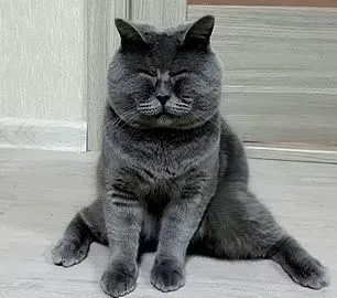 Fedya - Cross-eyed rescue cat