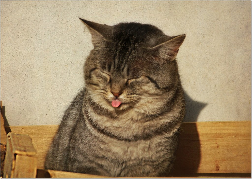 75 Interesting Names for Cats (And What Makes Them Cool) 75 Interesting Names for Cats (And What Makes Them Cool) -