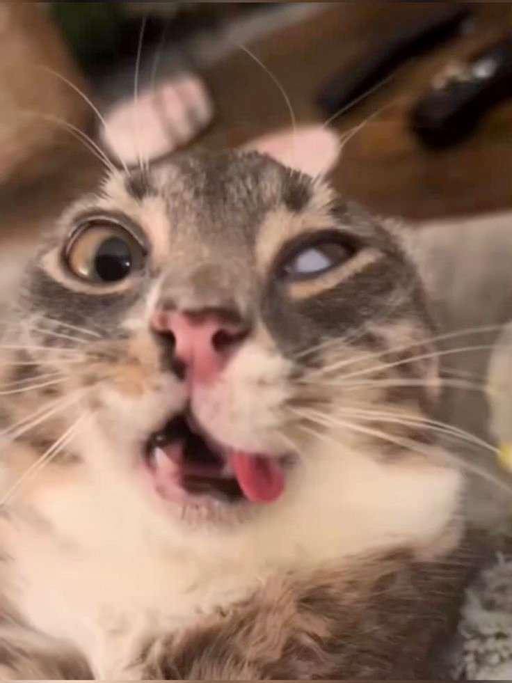 Rigby The Cat - Tongue out, joy all around