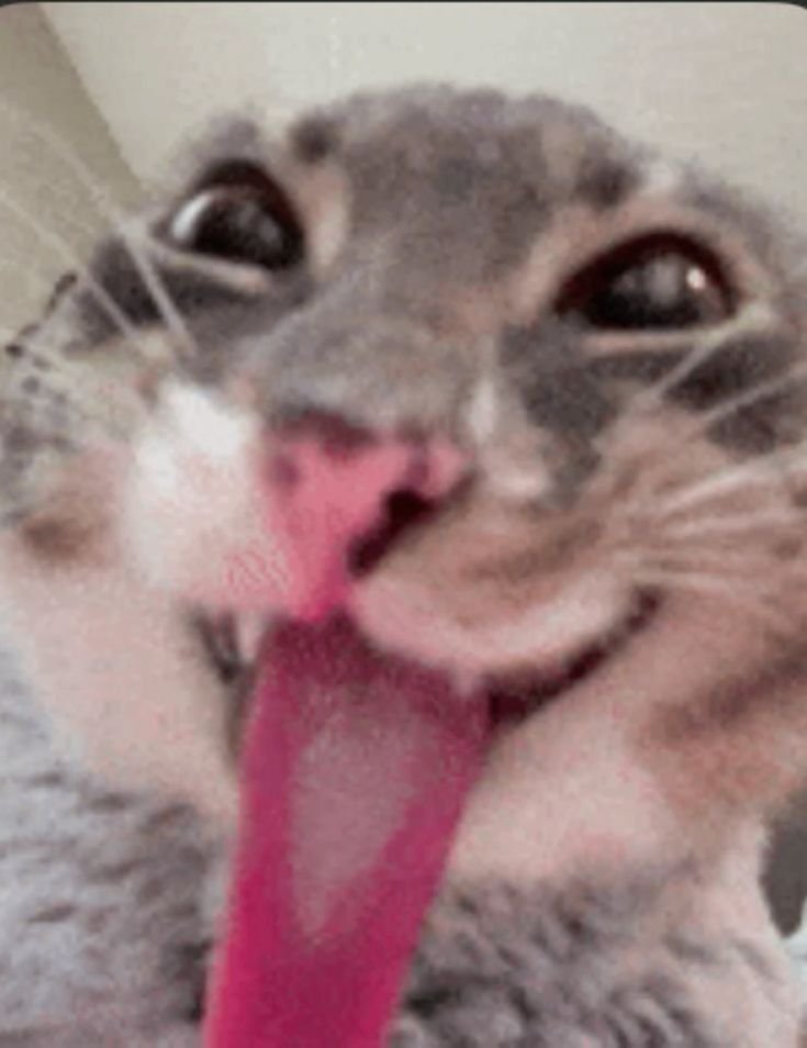 Rigby The Cat - Tongue out, joy all around