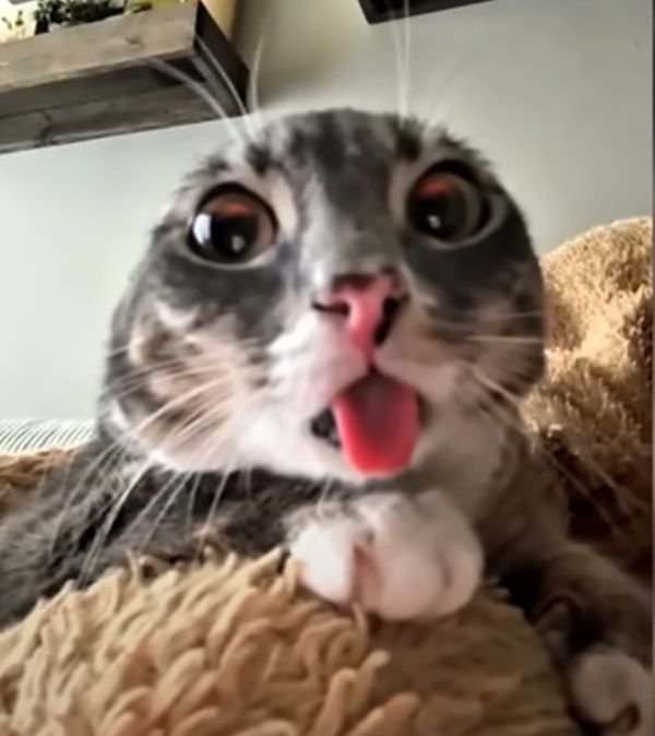 Rigby The Cat - Tongue out, joy all around