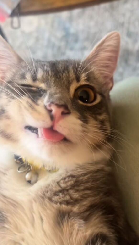 Rigby The Cat - Tongue out, joy all around