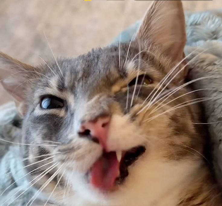 Rigby The Cat - Tongue out, joy all around