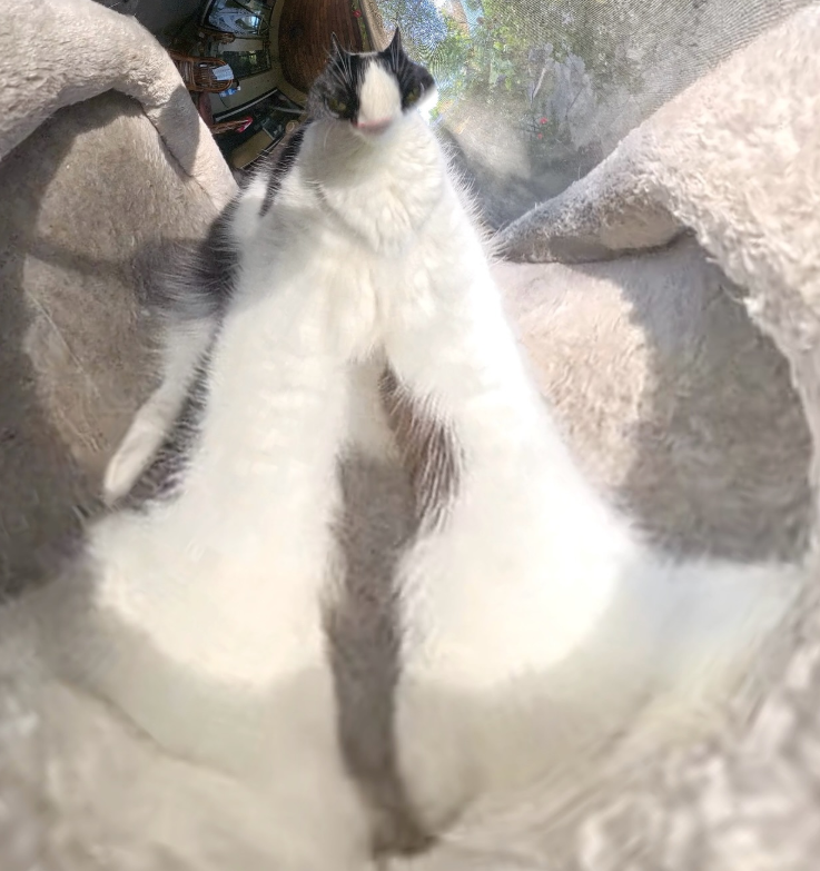 Chibi - Calm in every angle