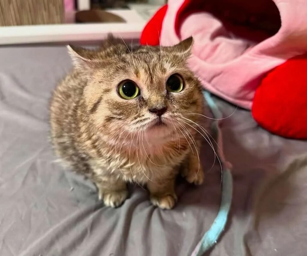 Jiggy The Smalls - Tiny but unstoppable