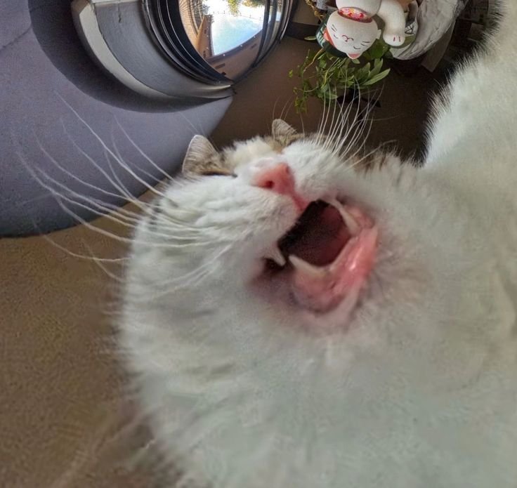 Mr Monch Mr Monch - The cat who sees the world in every angle