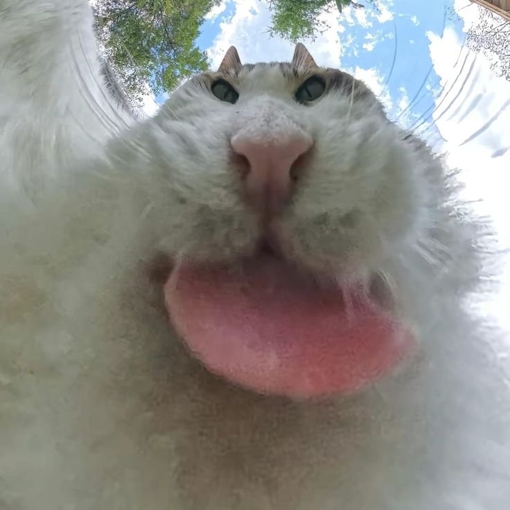 Mr Monch Mr Monch - The cat who sees the world in every angle