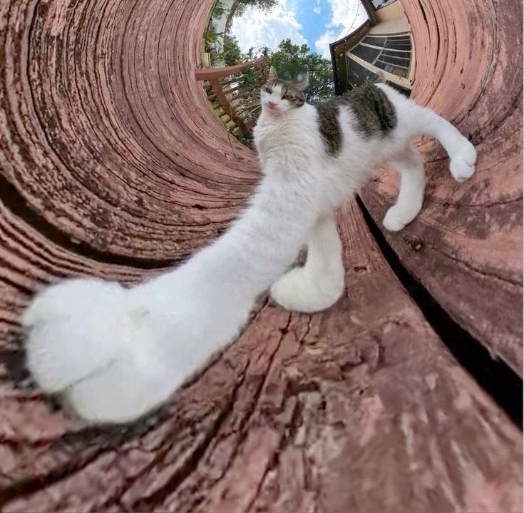 Mr Monch Mr Monch - The cat who sees the world in every angle