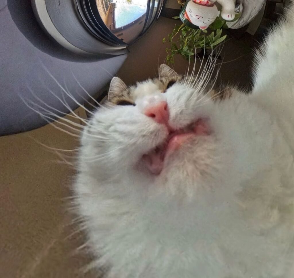 Mr Monch Mr Monch - The cat who sees the world in every angle