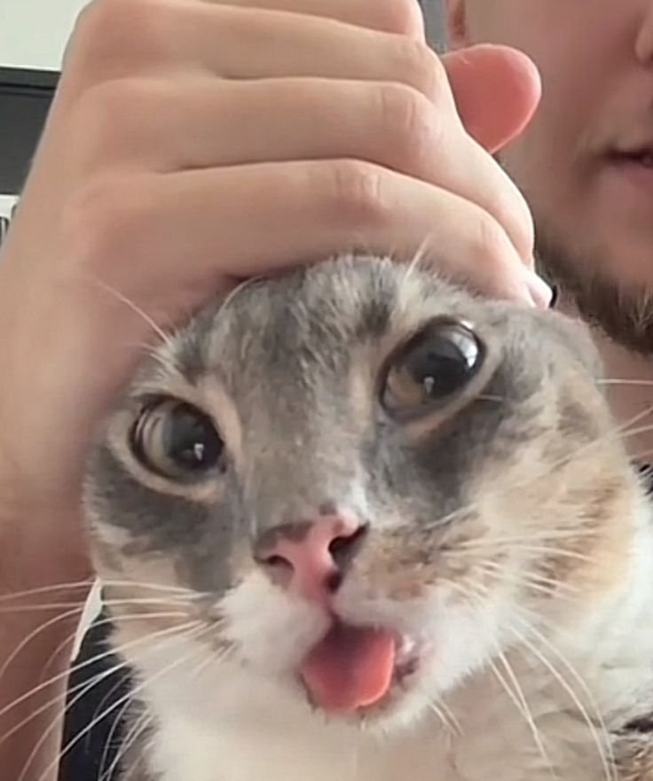 Rigby The Cat - Tongue out, joy all around