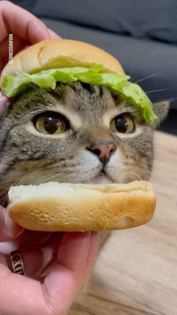 Ringo - Life is better with Ringo