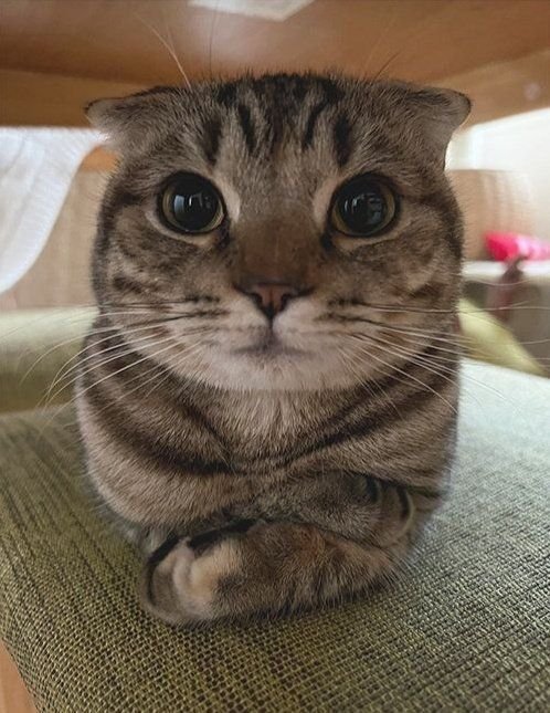 Ringo - Life is better with Ringo