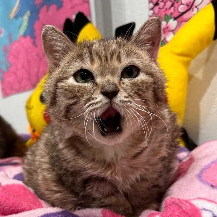 Jiggy The Smalls - Tiny but unstoppable