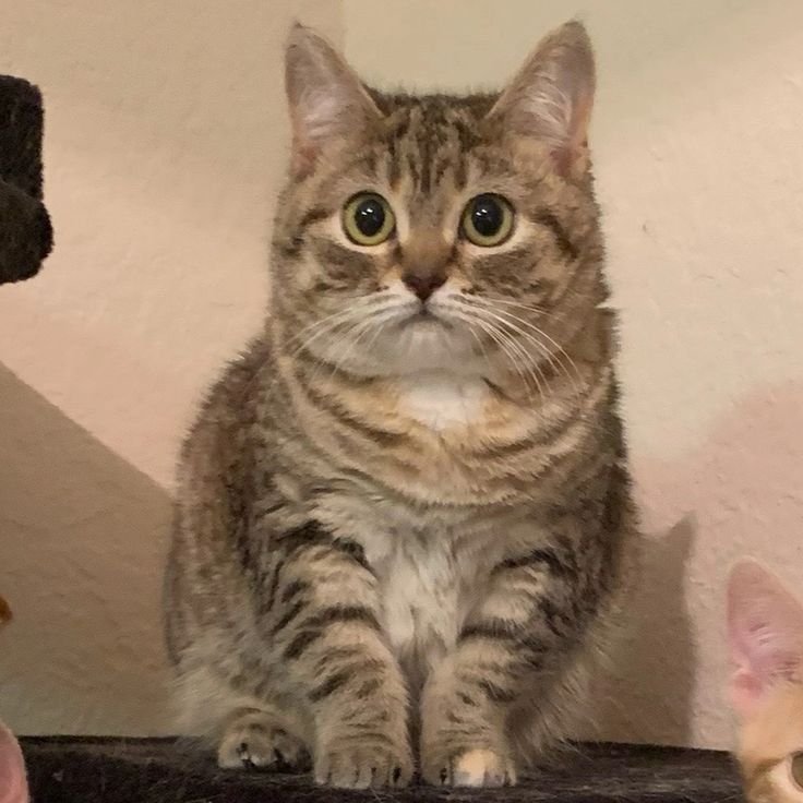 Jiggy The Smalls - Tiny but unstoppable