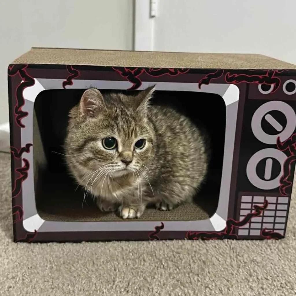 Jiggy The Smalls - Tiny but unstoppable