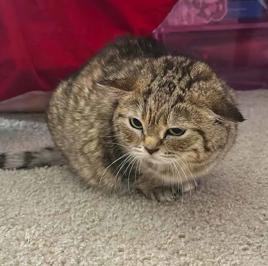 Jiggy The Smalls - Tiny but unstoppable