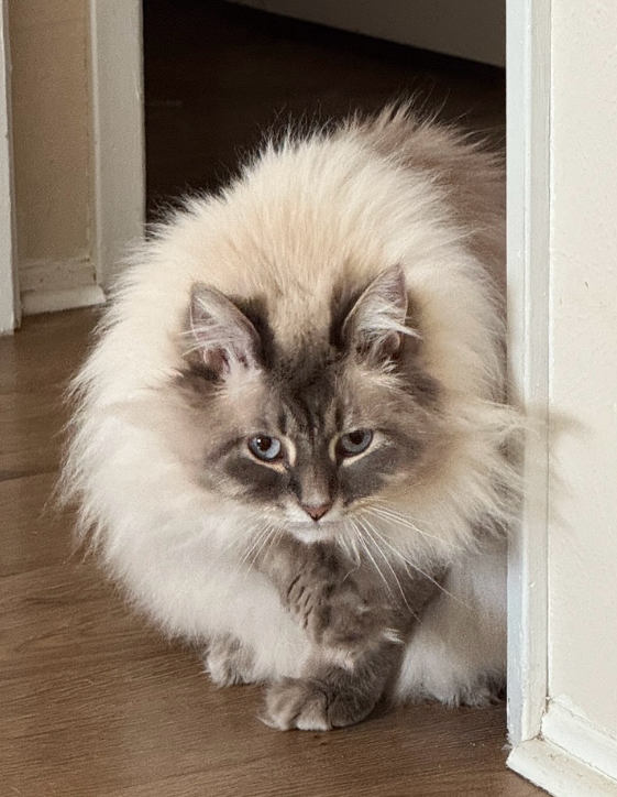 Nimbus Nimbus - Nimbus the cloud cat