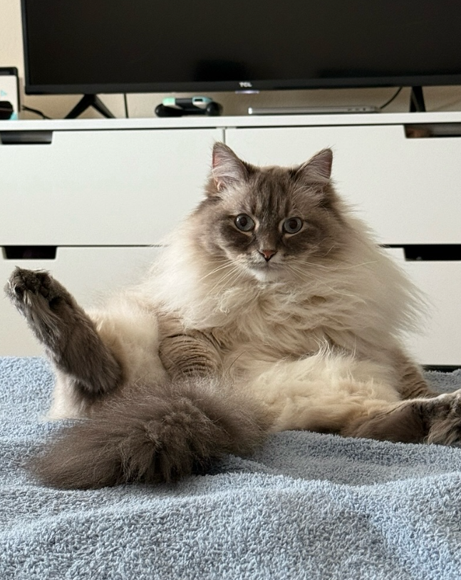 Nimbus Nimbus - Nimbus the cloud cat