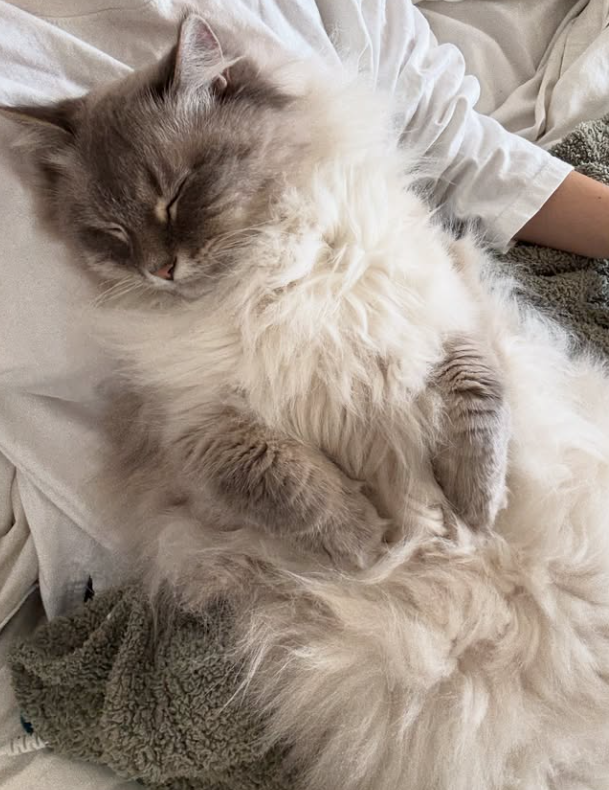 Nimbus Nimbus - Nimbus the cloud cat