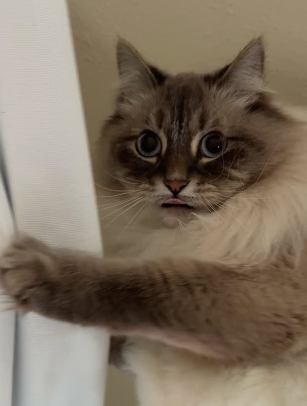 Nimbus Nimbus - Nimbus the cloud cat