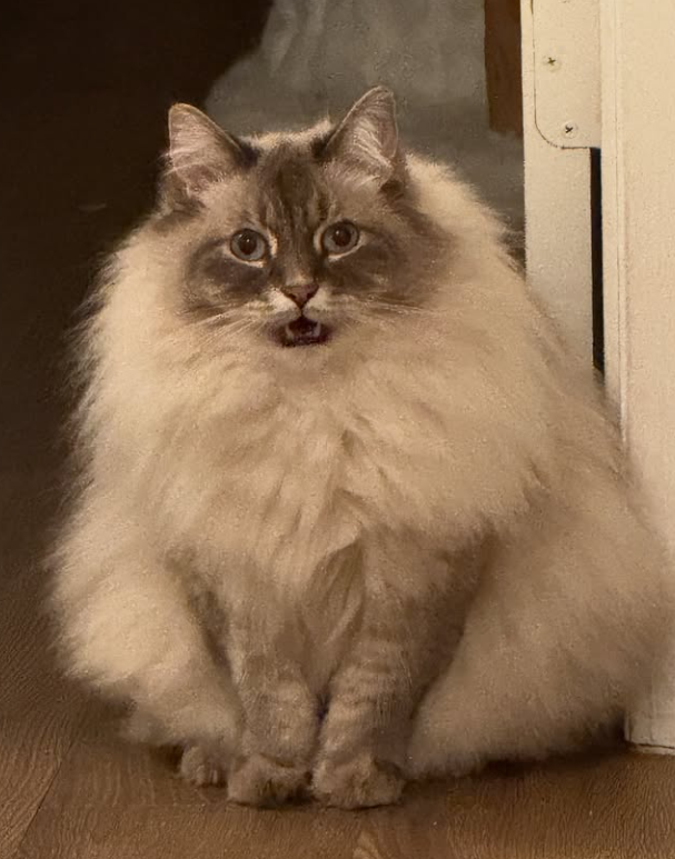 Nimbus Nimbus - Nimbus the cloud cat