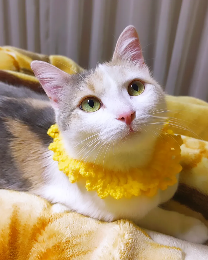 Tutu Tutu - Tututaaali