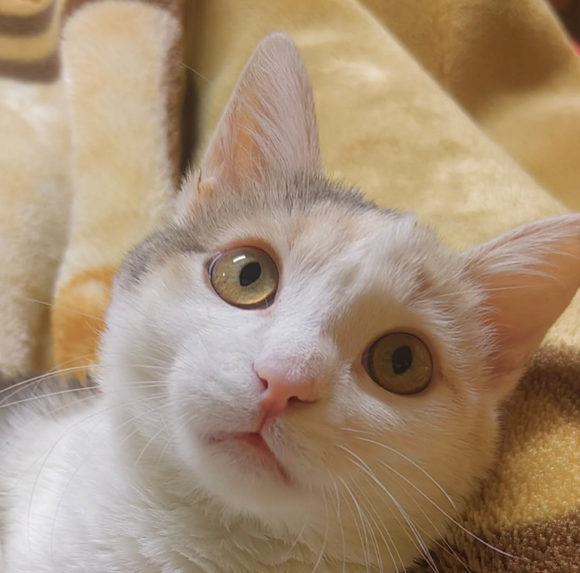 Tutu Tutu - Tututaaali