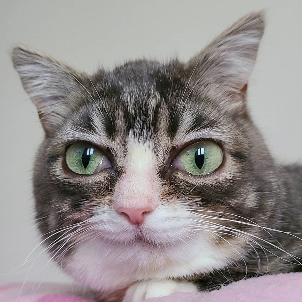 Winky Winky - Winky the dwarf cat