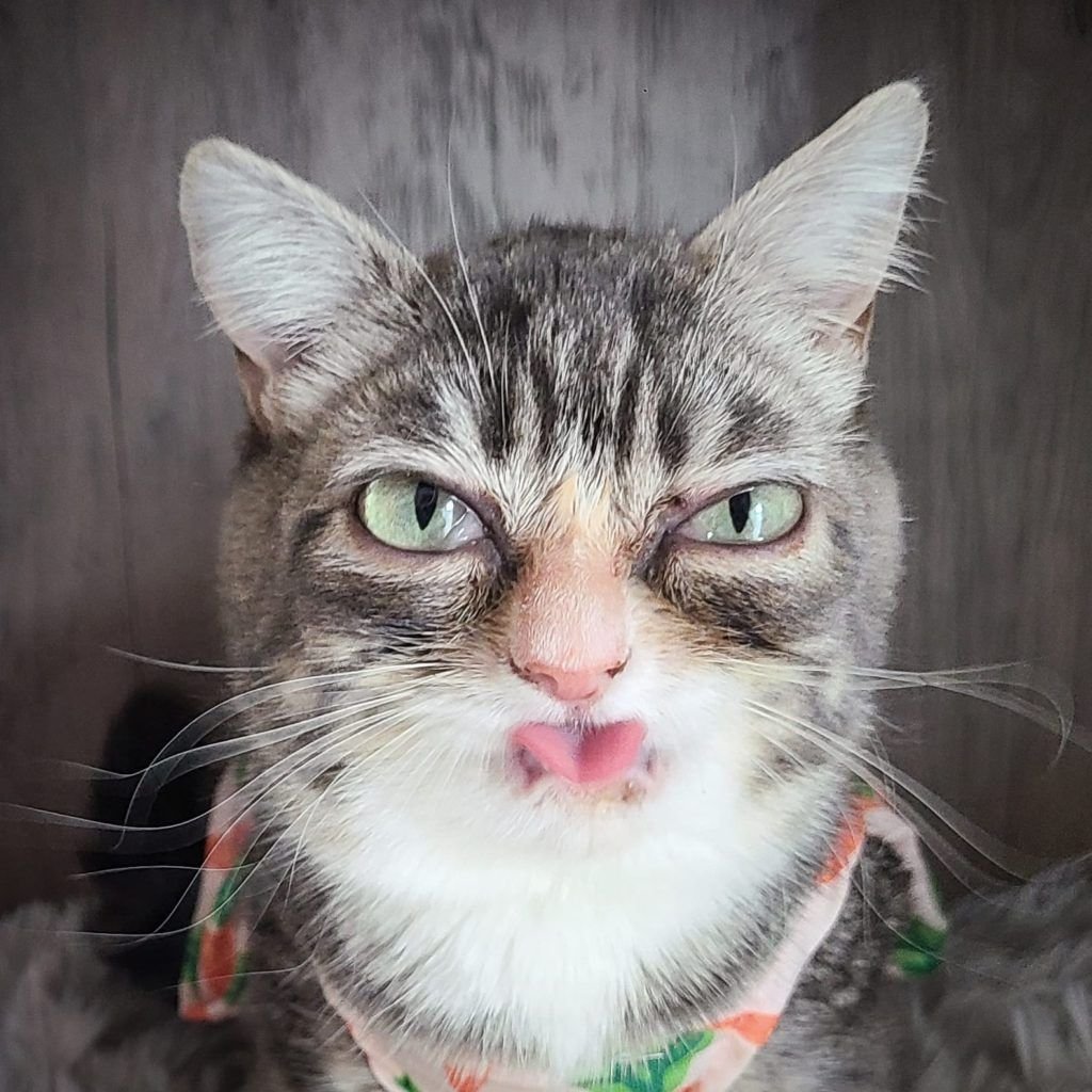 Winky Winky - Winky the dwarf cat