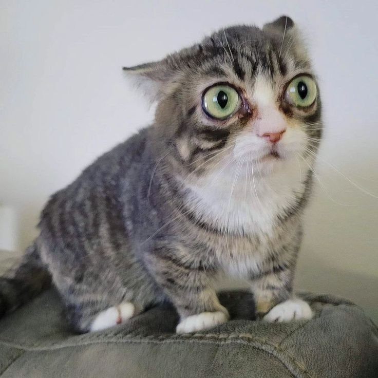 Winky Winky - Winky the dwarf cat