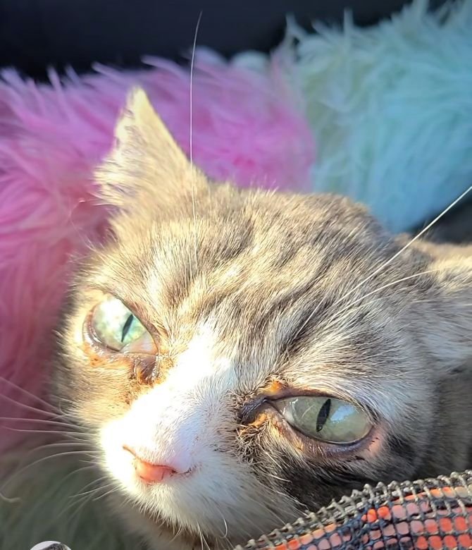 Winky Winky - Winky the dwarf cat